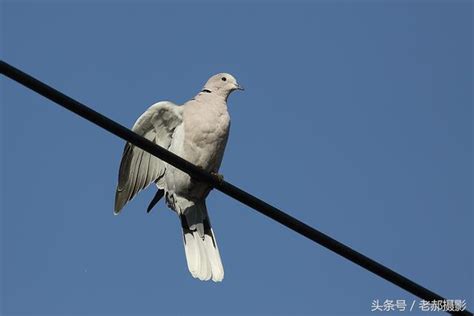 斑鳩死前的徵兆|灰斑鳩